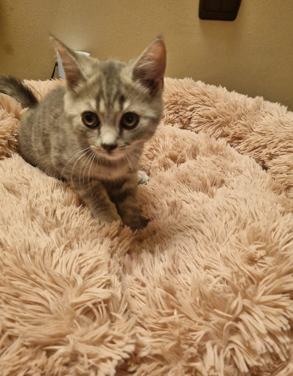 British Sorthair blue tabby 10 saptamani