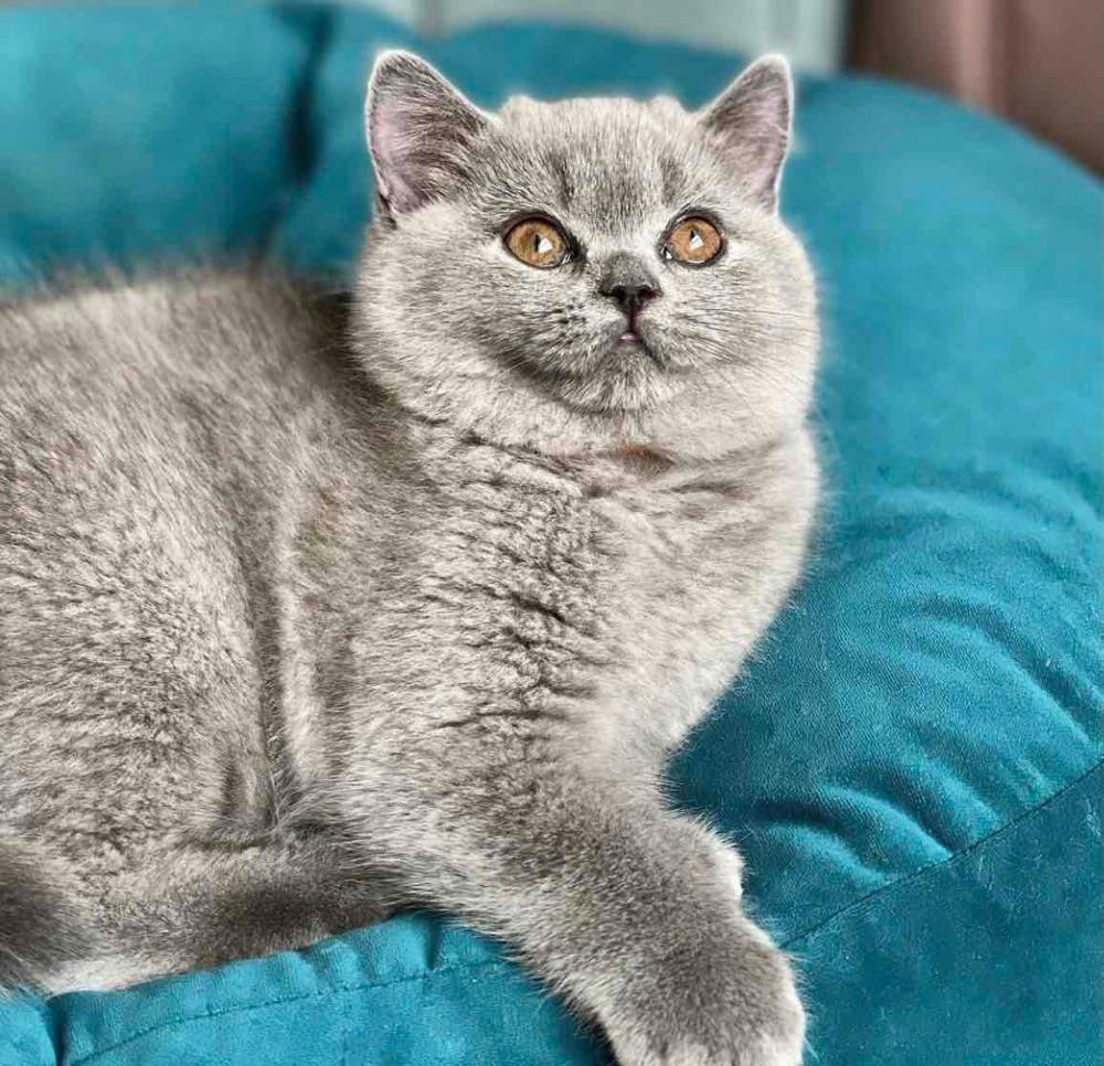 Britsih Shorthair