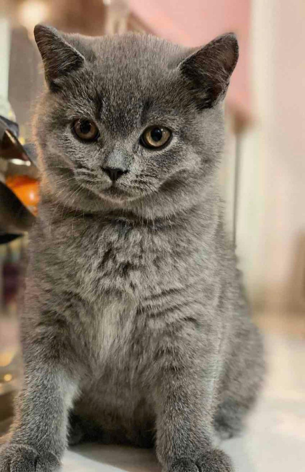 Britsih Shorthair