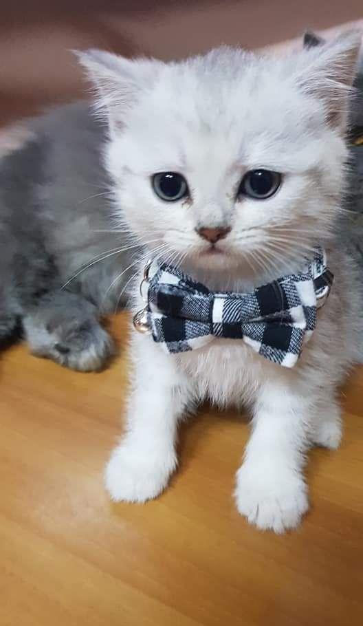 brittish shorthair