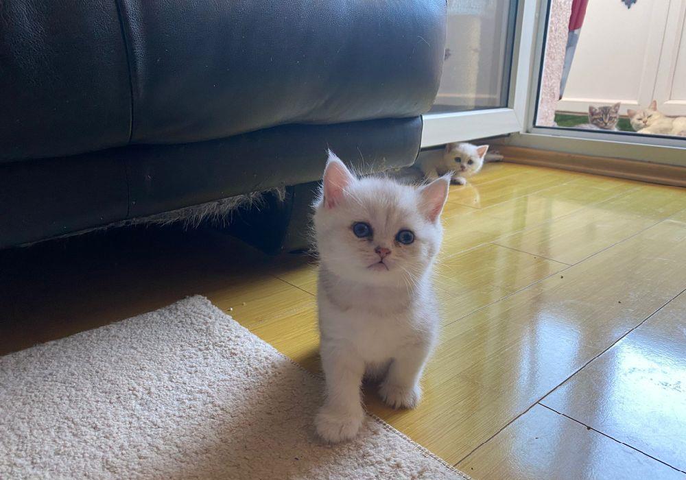 brittish shorthair