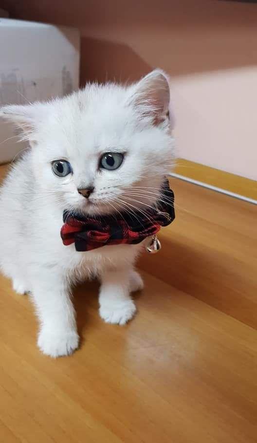 brittish shorthair