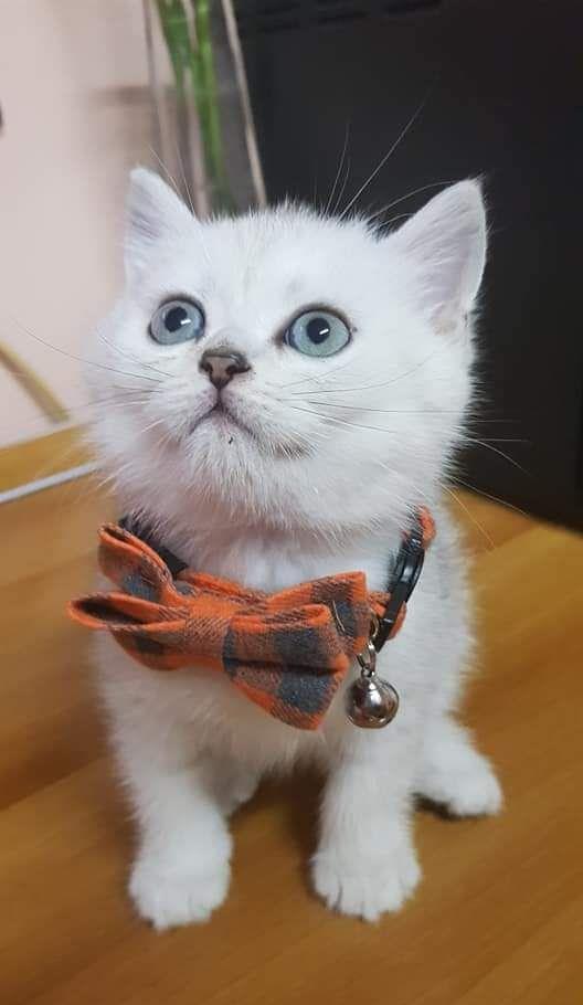 brittish shorthair