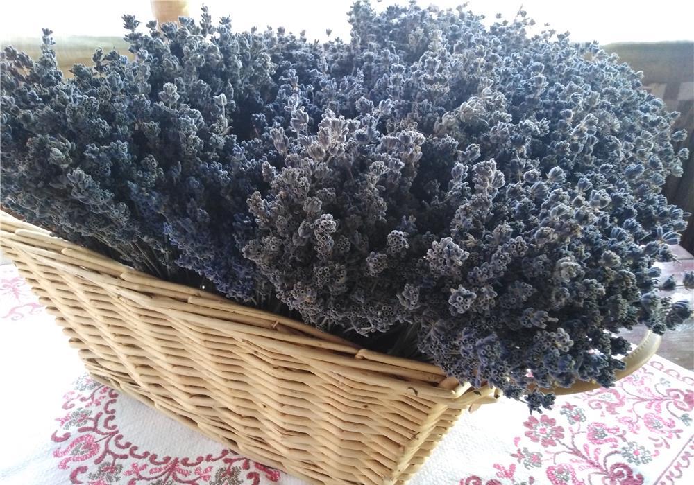 buchete lavanda