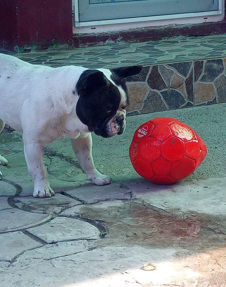 Buldog Francez pentru monta