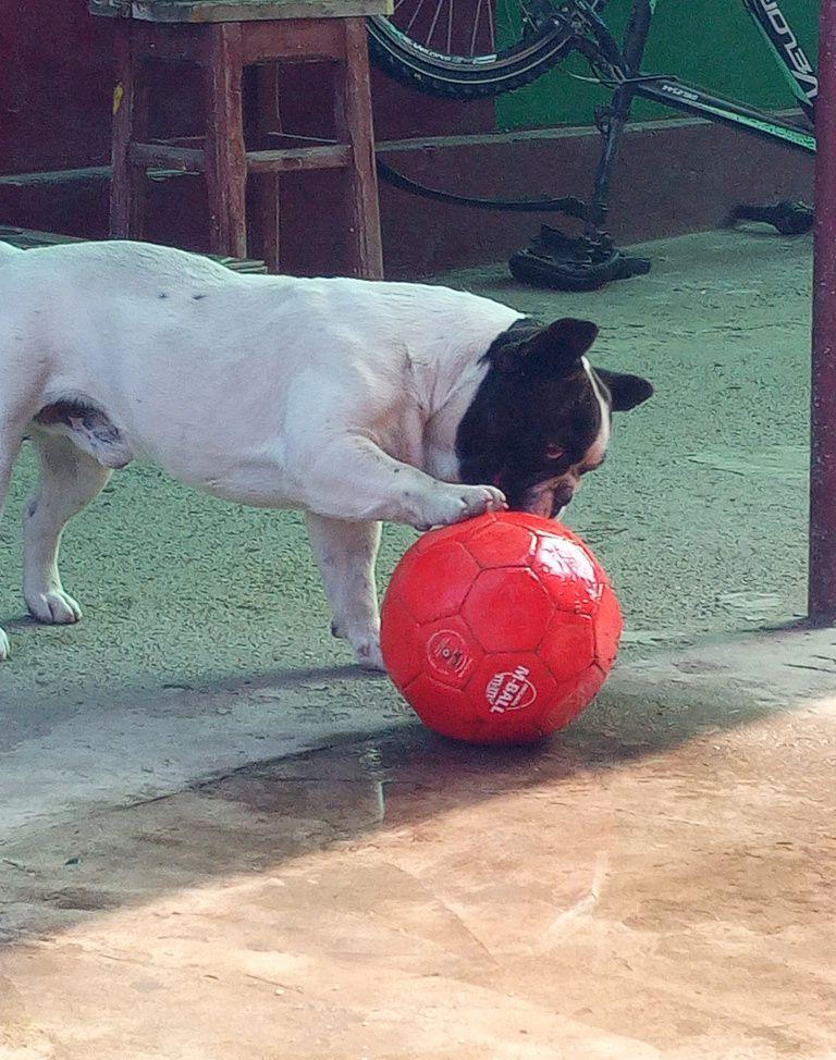 Buldog Francez pentru monta