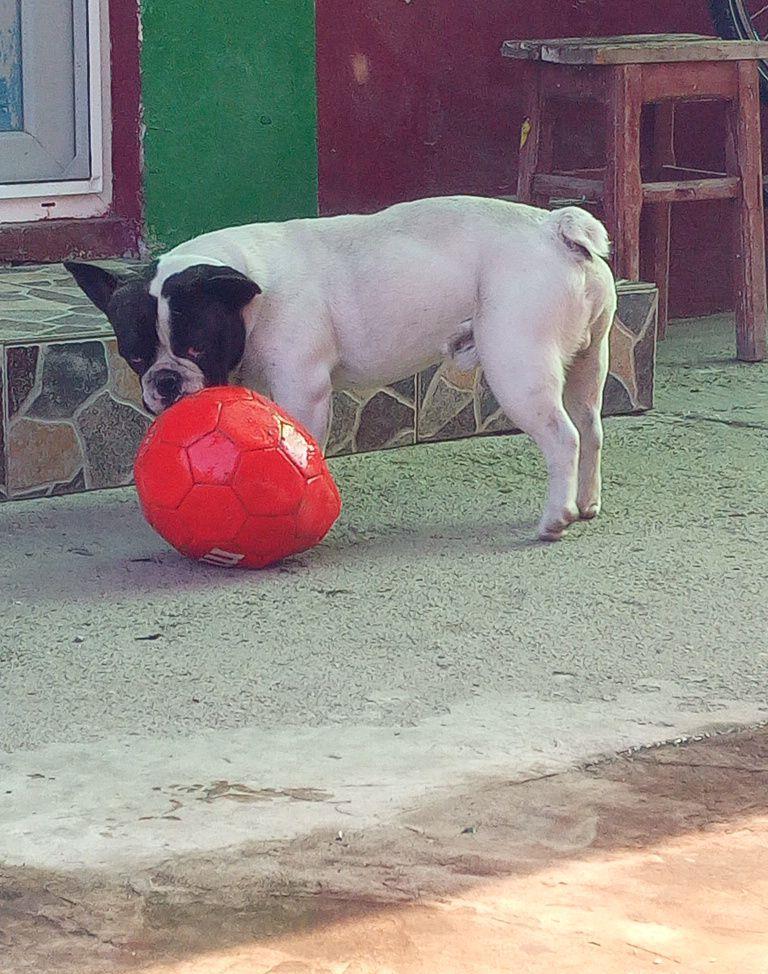 Buldog Francez pentru monta