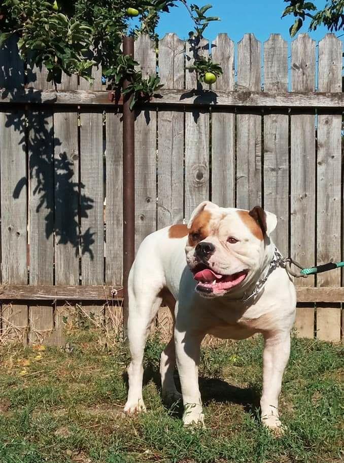 Bulldog American.