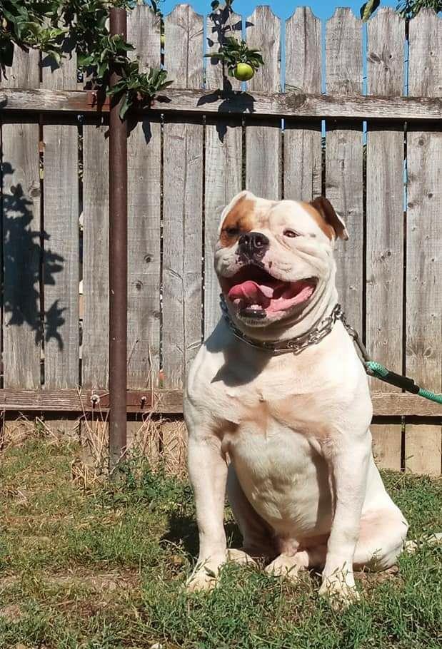 Bulldog American.