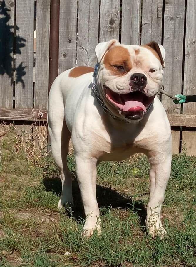 Bulldog American.