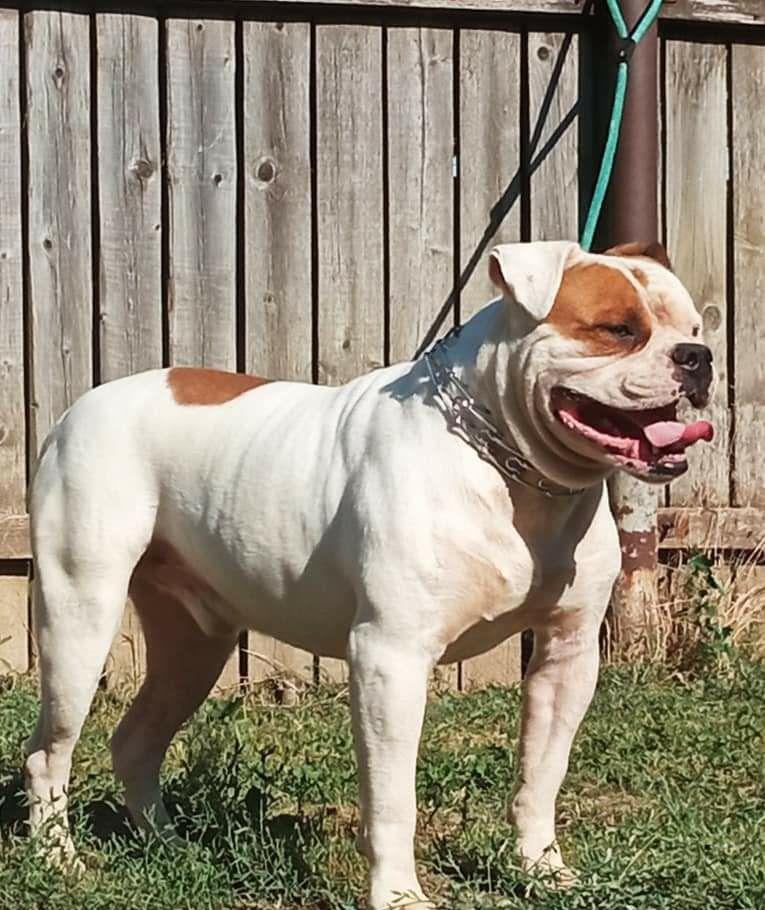 Bulldog American.