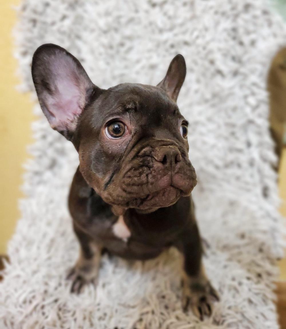 Bulldog Fancez ChocoTan