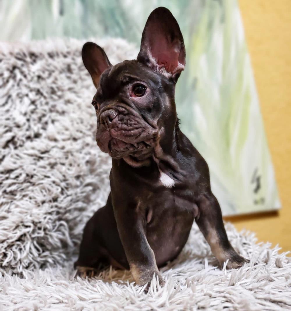 Bulldog Fancez ChocoTan