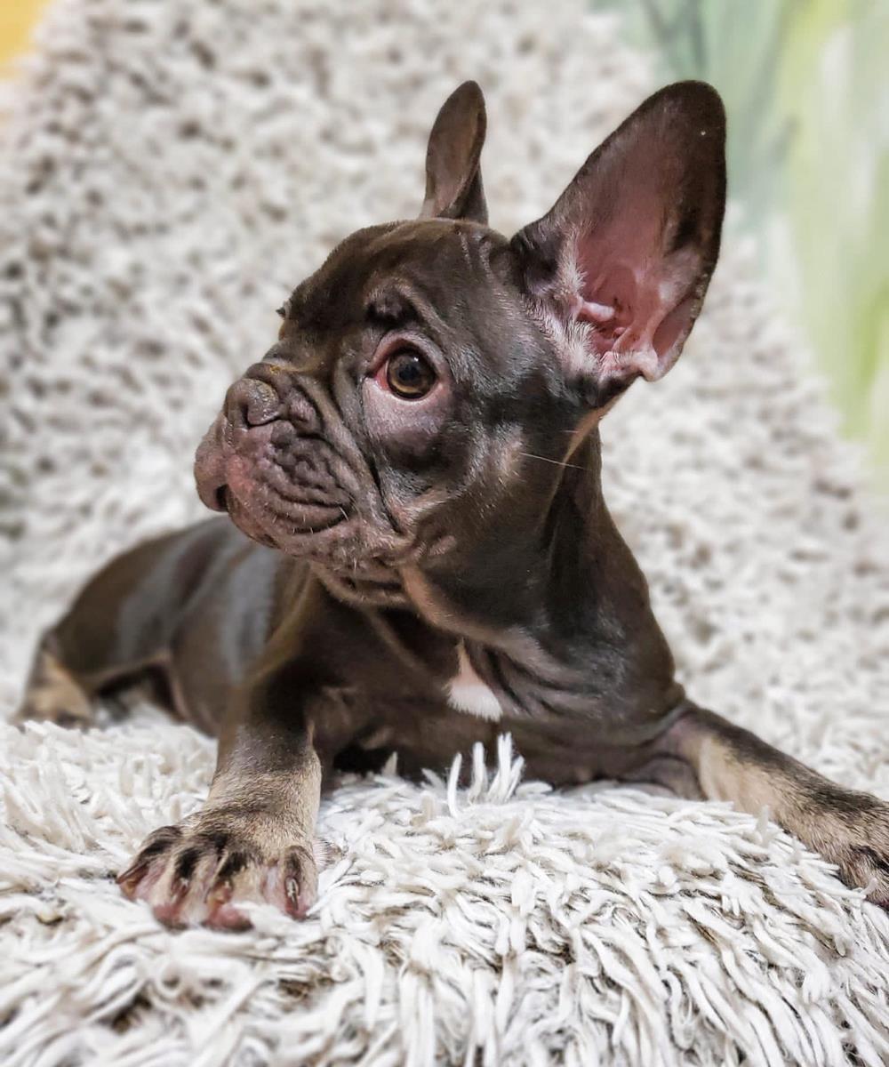 Bulldog Fancez ChocoTan