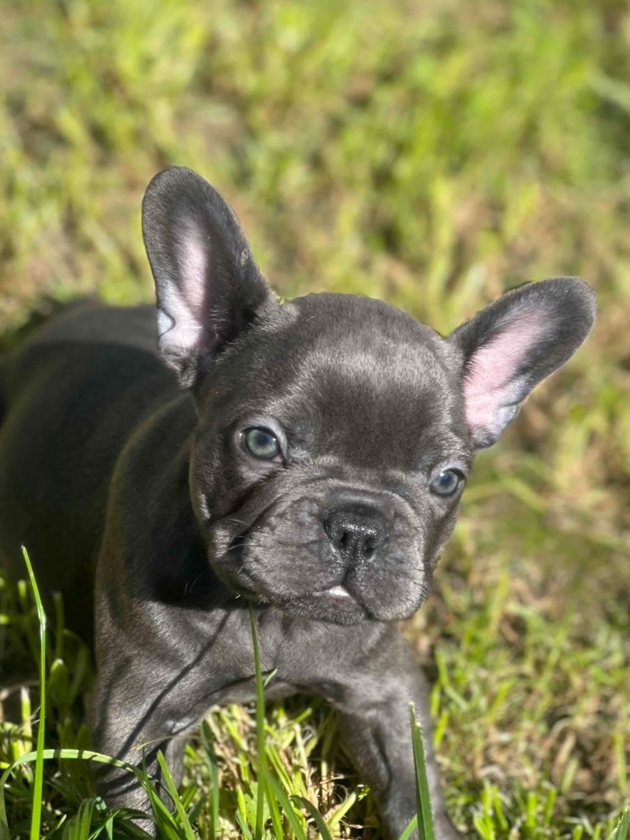 Bulldog francez