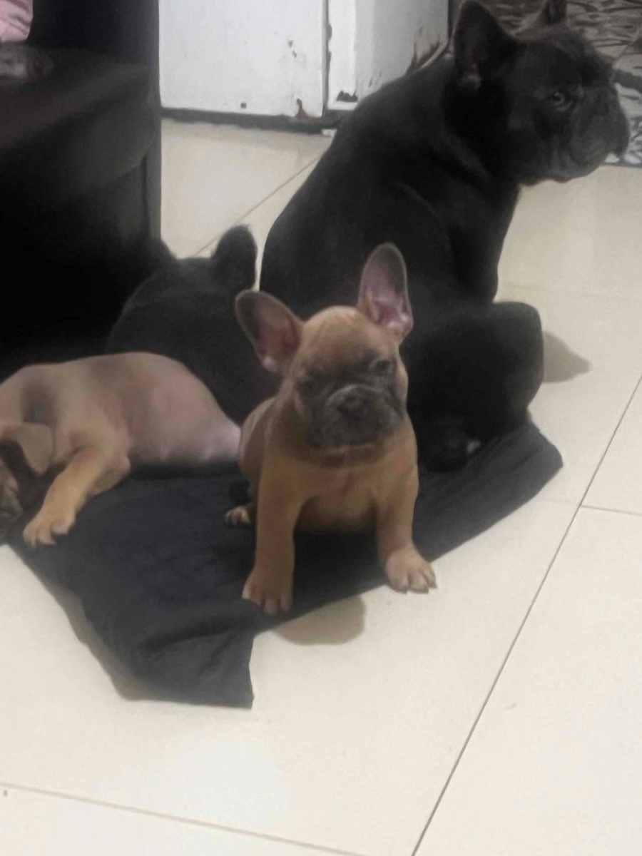 Bulldog francez