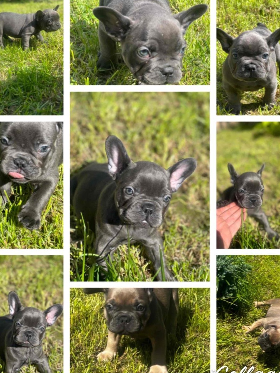 Bulldog francez