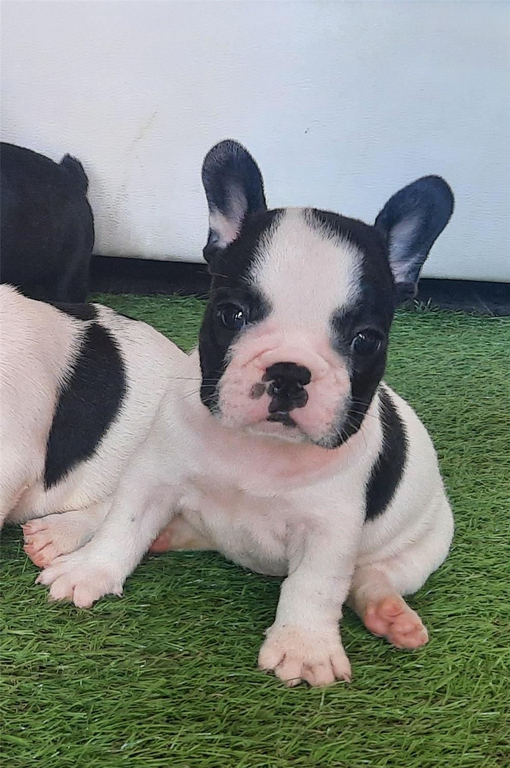 Bulldog francez  băieți si fetite
