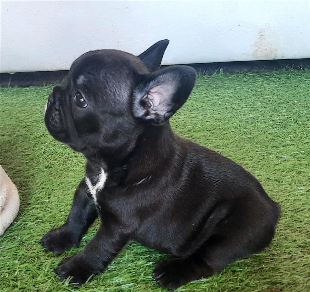 Bulldog francez  băieți si fetite