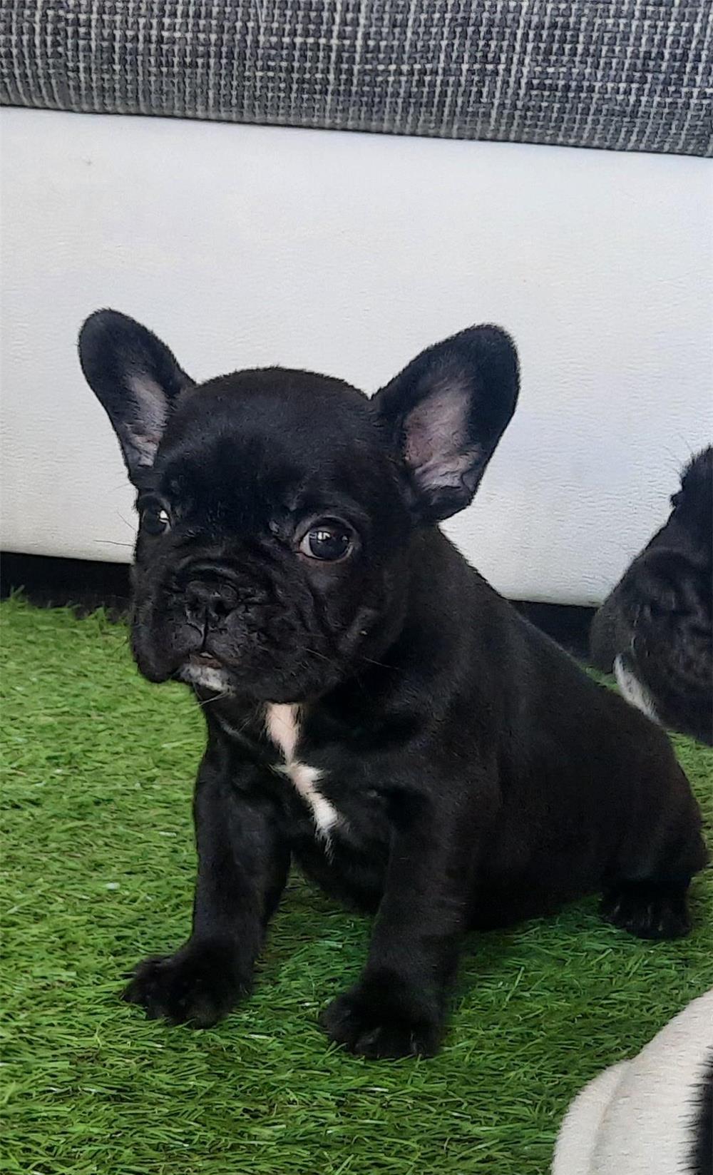 Bulldog francez  băieți si fetite