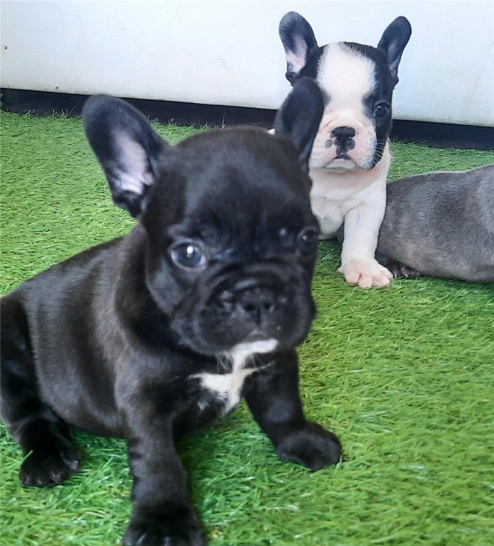 Bulldog francez  băieți si fetite