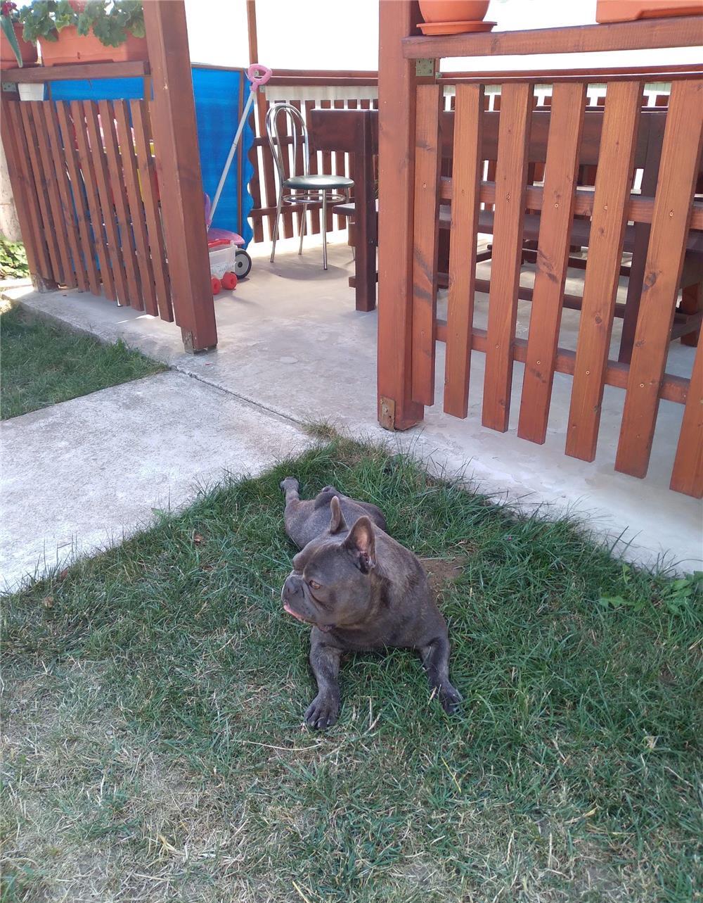 bulldog francez blue pentru monta