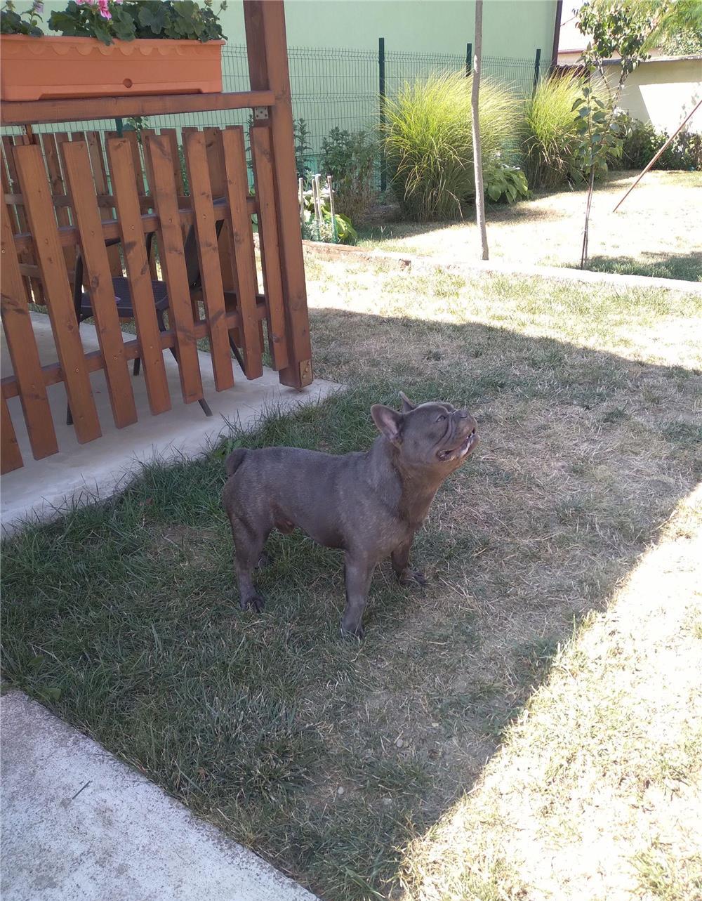 bulldog francez blue pentru monta