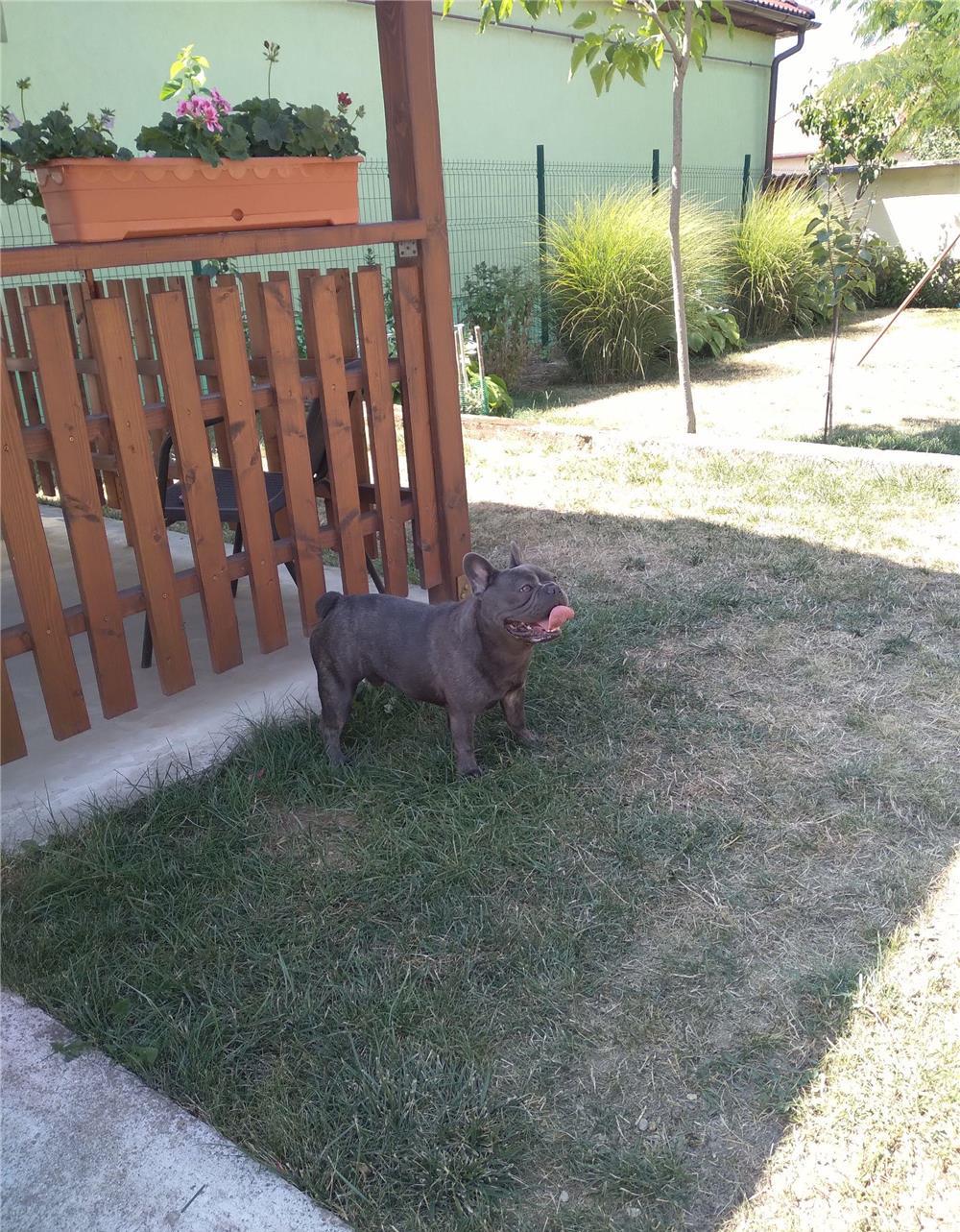 bulldog francez blue pentru monta