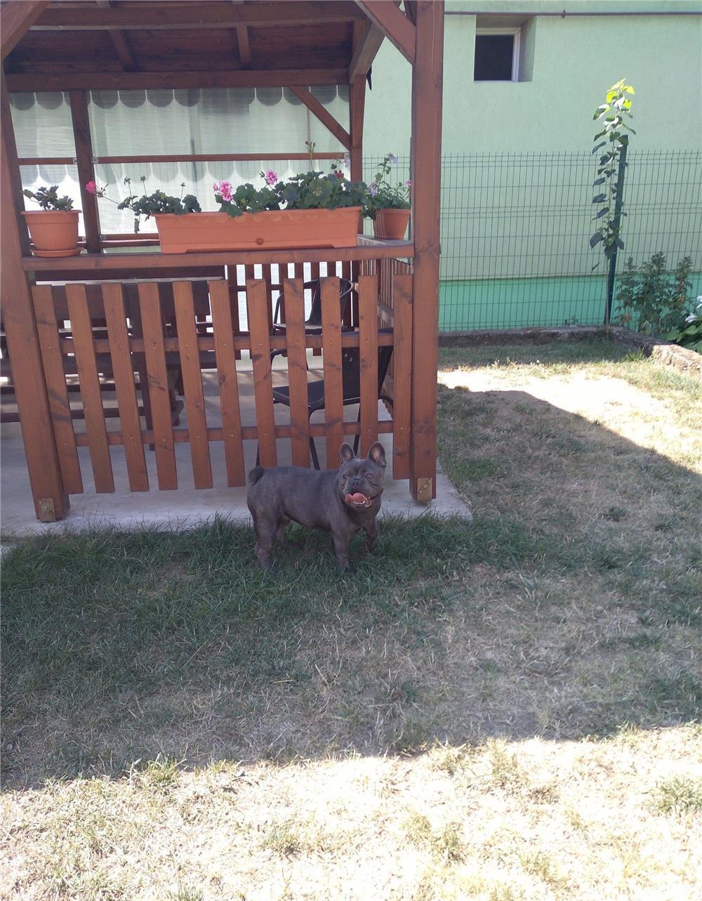 bulldog francez blue pentru monta