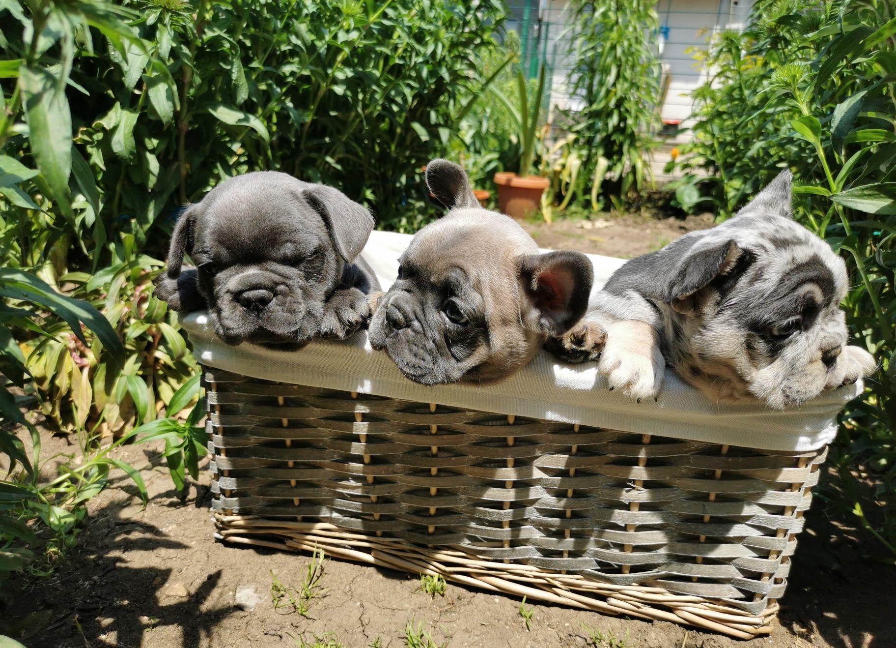 Bulldog francez blue și merle