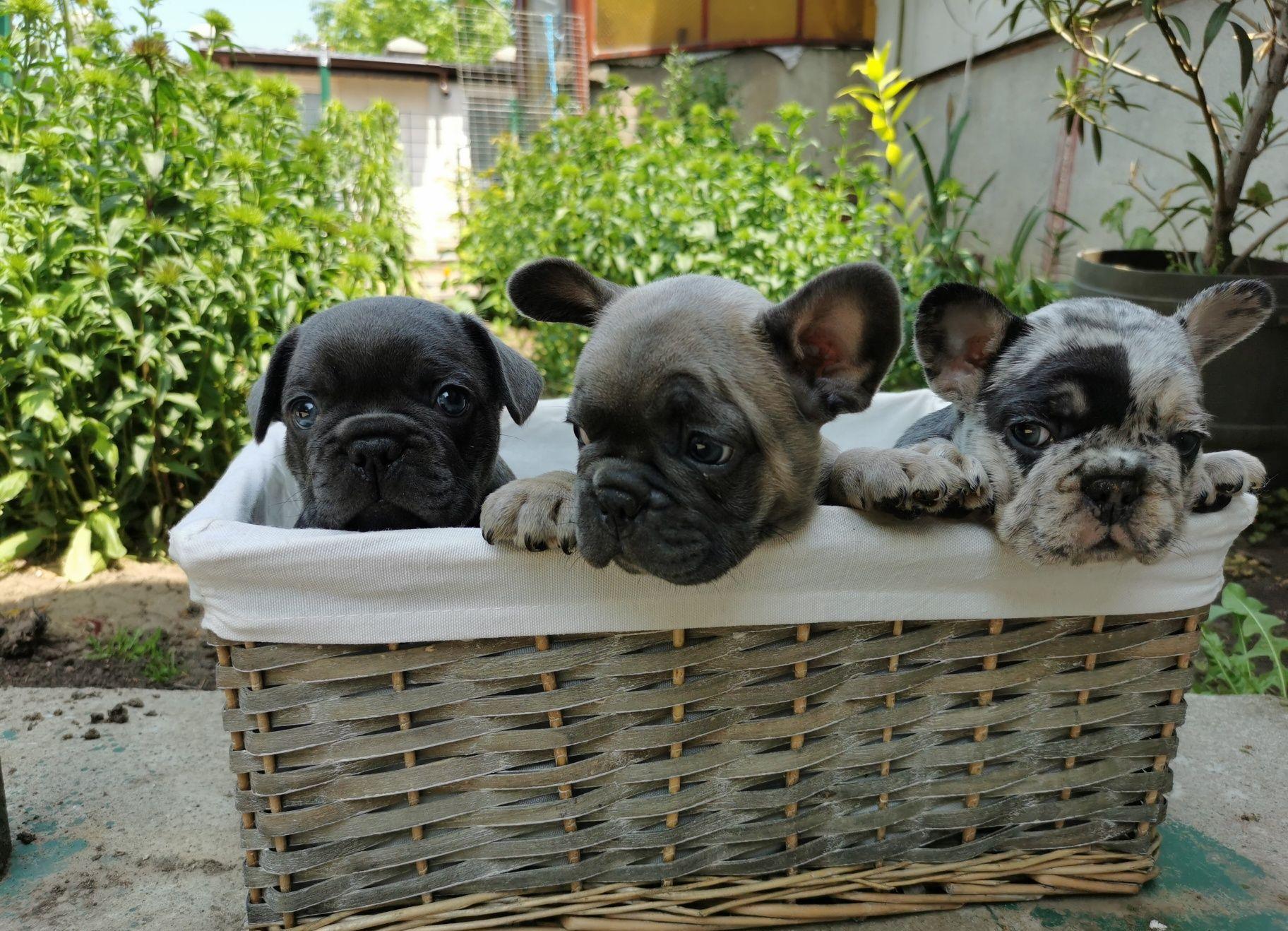 Bulldog francez blue și merle