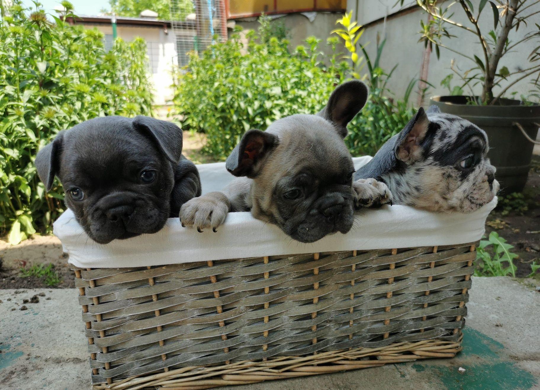 Bulldog francez blue și merle