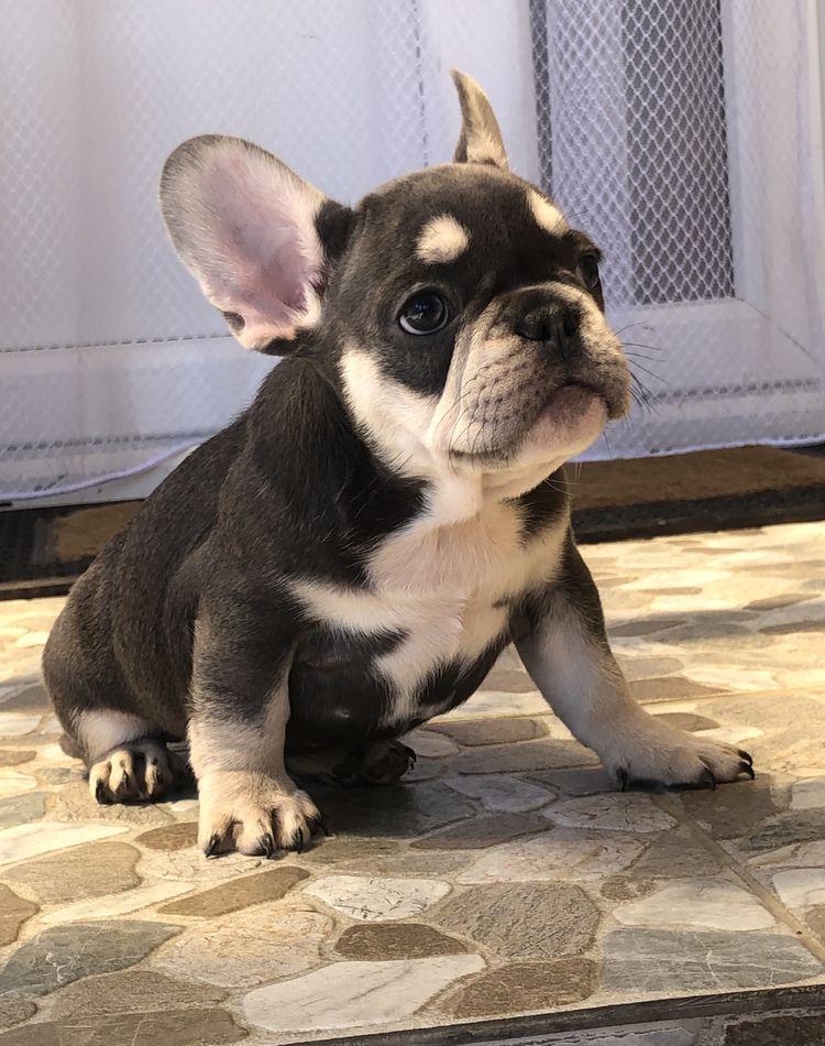Bulldog Francez blue & tan / merle