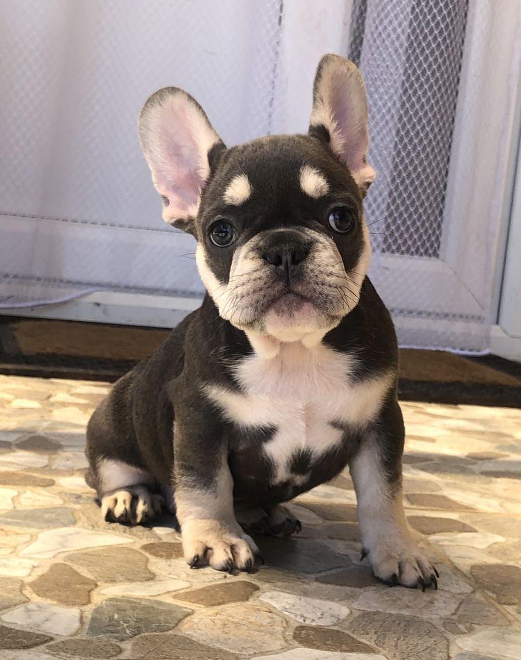Bulldog Francez blue & tan / merle