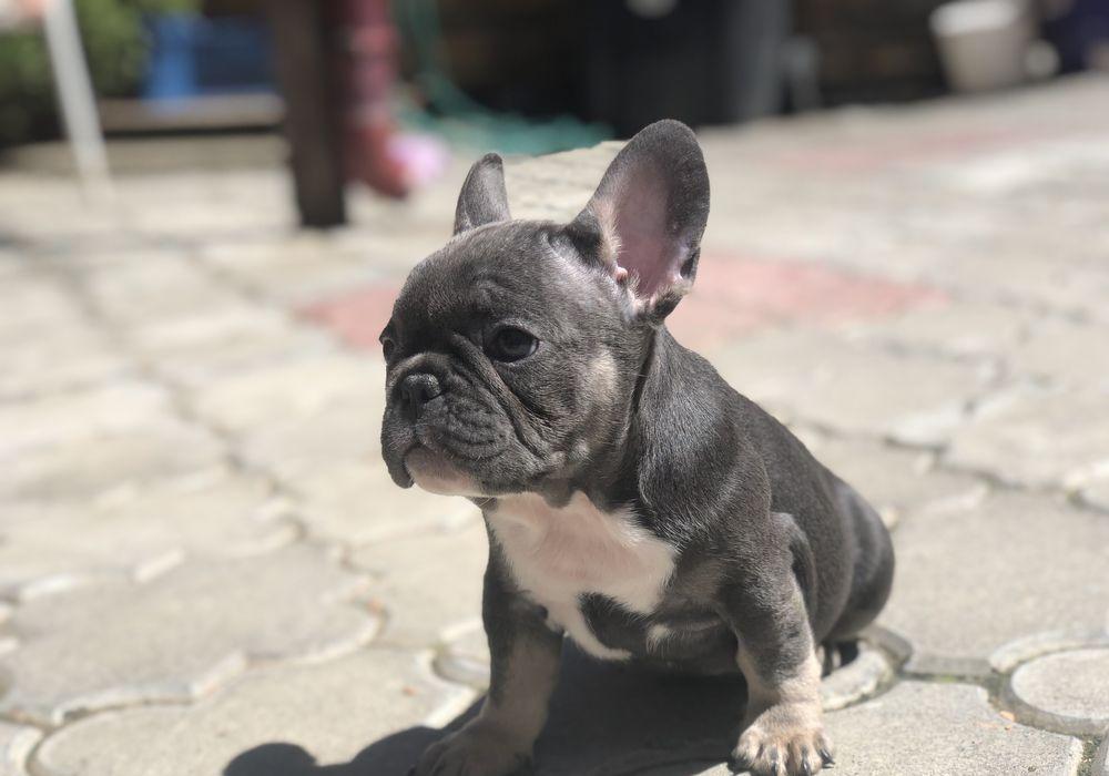Bulldog Francez blue & tan / merle
