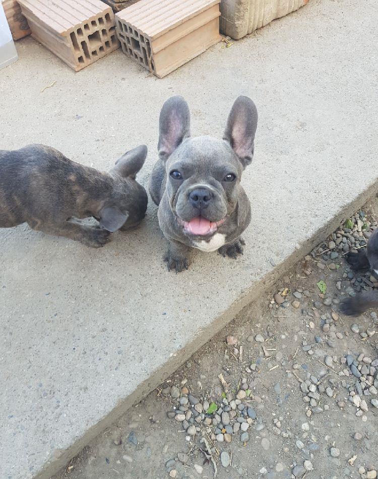 Bulldog francez bluie