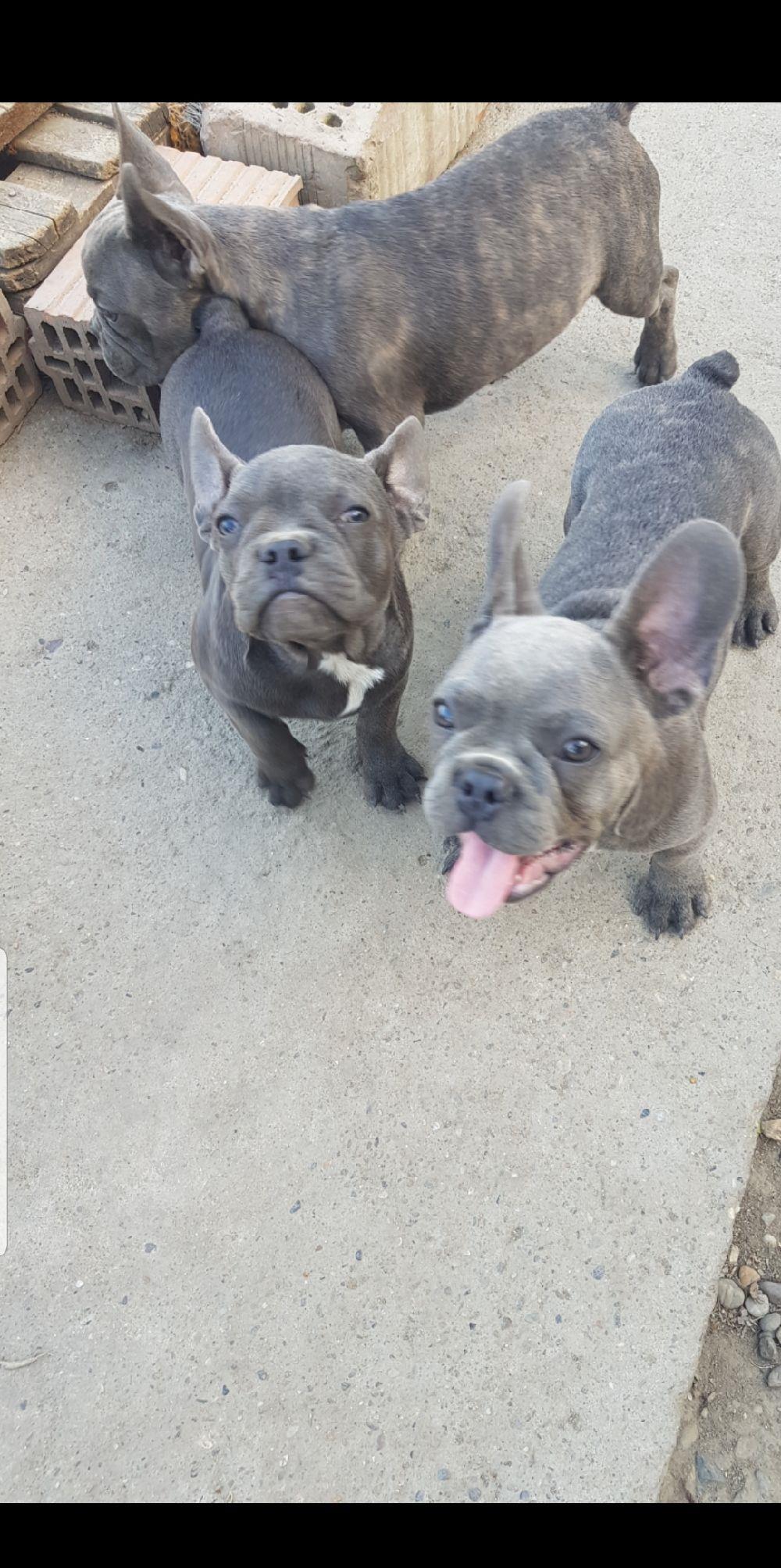 Bulldog francez bluie