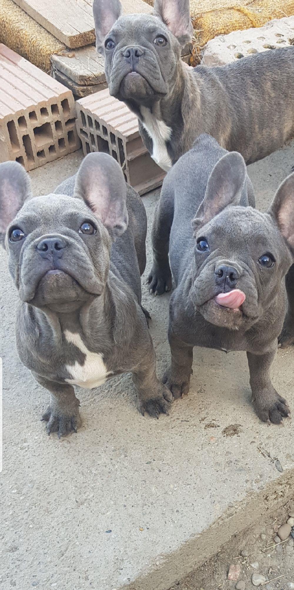 Bulldog francez bluie