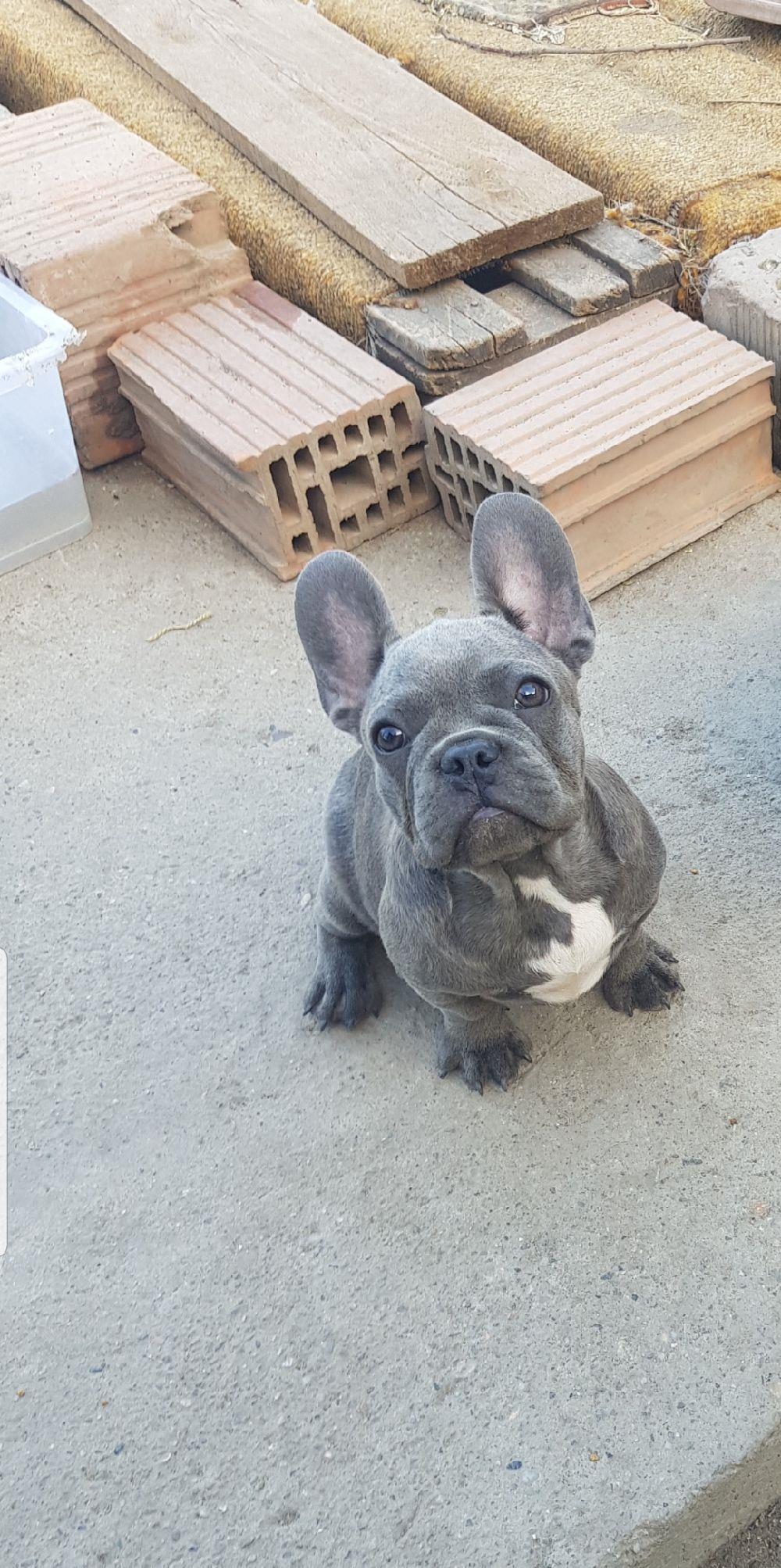 Bulldog francez bluie