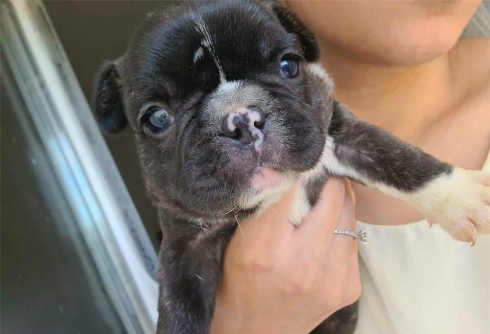Bulldog francez catei
