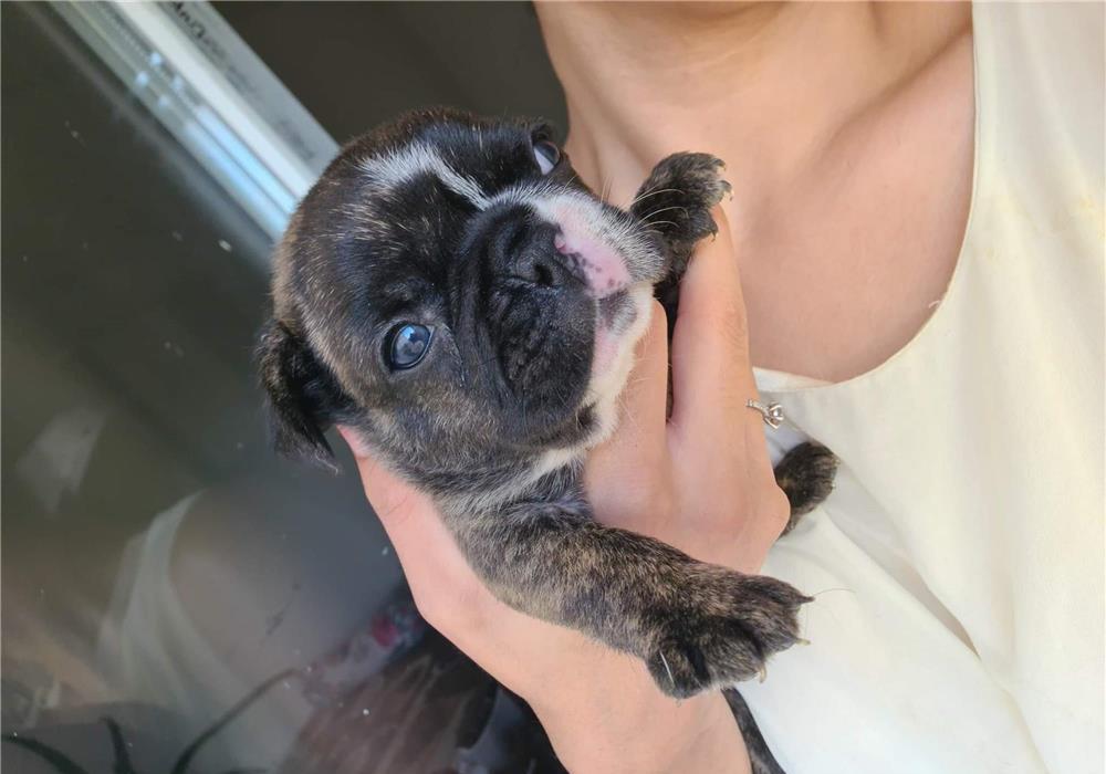 Bulldog francez catei