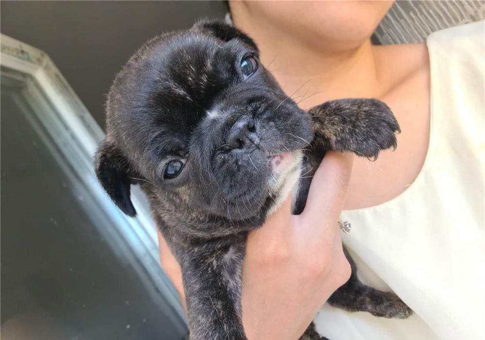 Bulldog francez catei