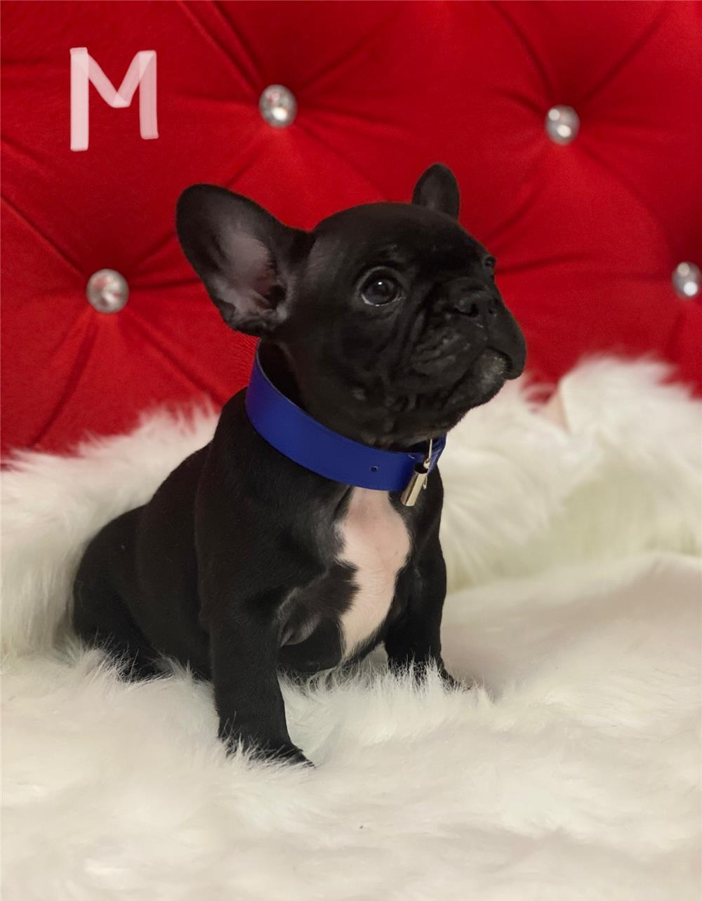 Bulldog francez cu Pedigree de vanzare