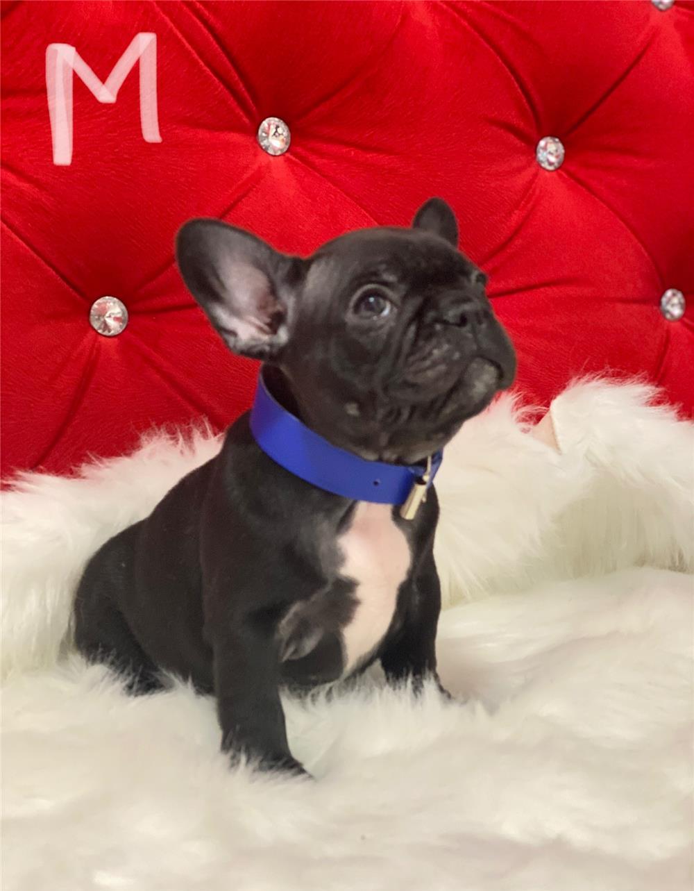 Bulldog francez cu Pedigree din parinti si bunici campioni