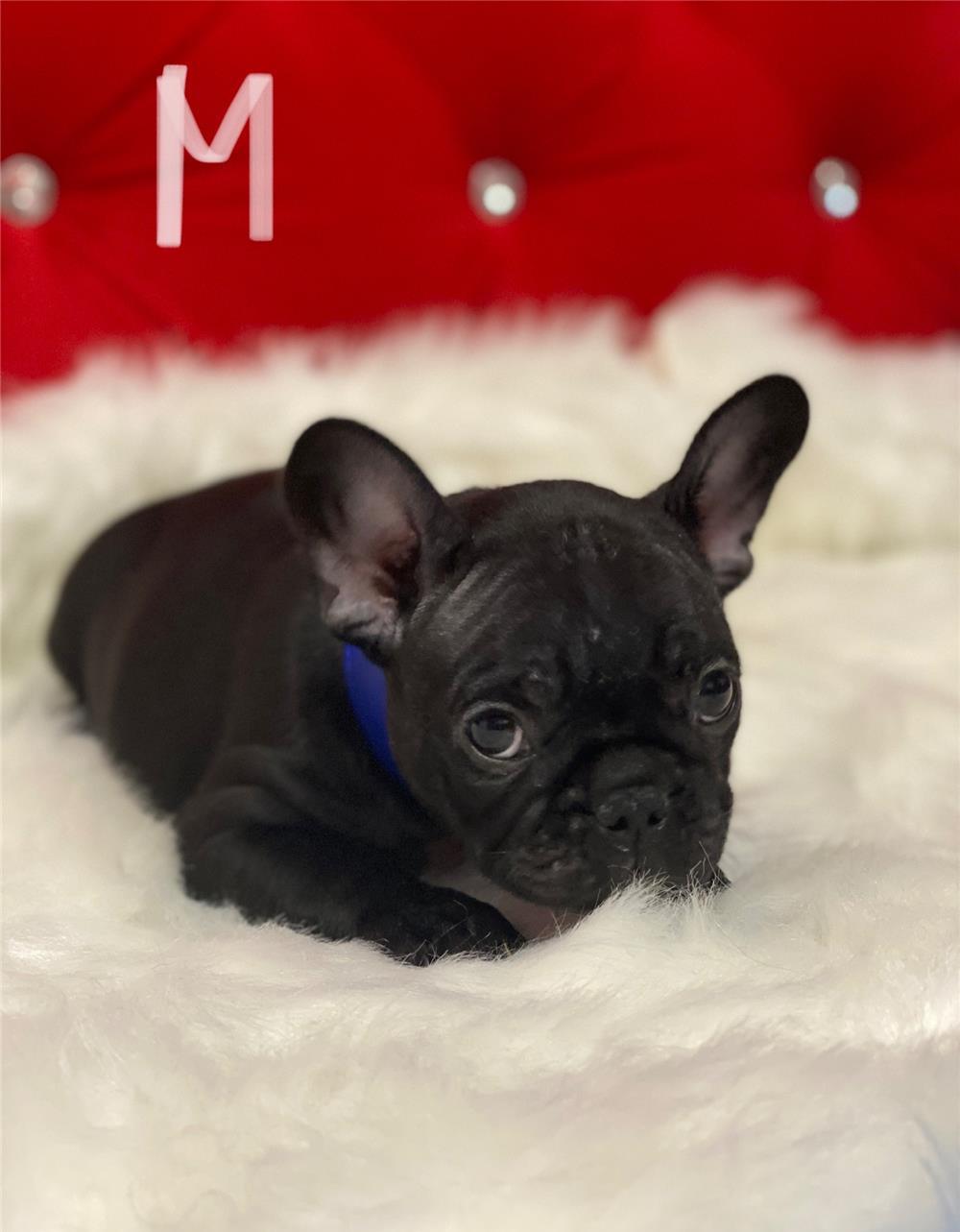 Bulldog francez cu Pedigree din parinti si bunici campioni
