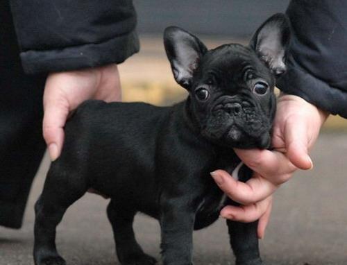 Bulldog Francez de calitate, 2 luni, diverse culori