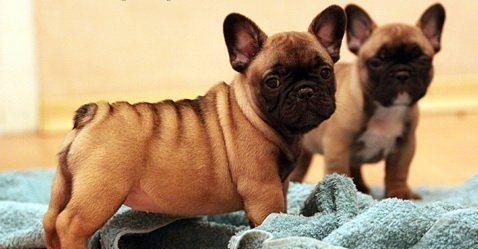 Bulldog Francez de calitate, 2 luni, diverse culori