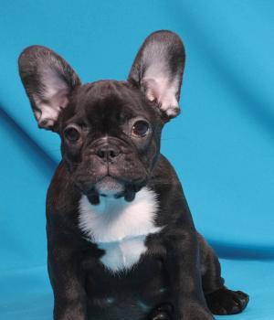 Bulldog Francez de calitate, 2 luni, diverse culori