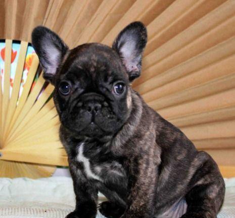 Bulldog Francez de calitate, 2 luni, diverse culori