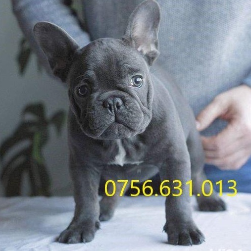 Bulldog Francez de Vanzare, blue, merle, negru, bej, pete/ Transport in Tara/EU